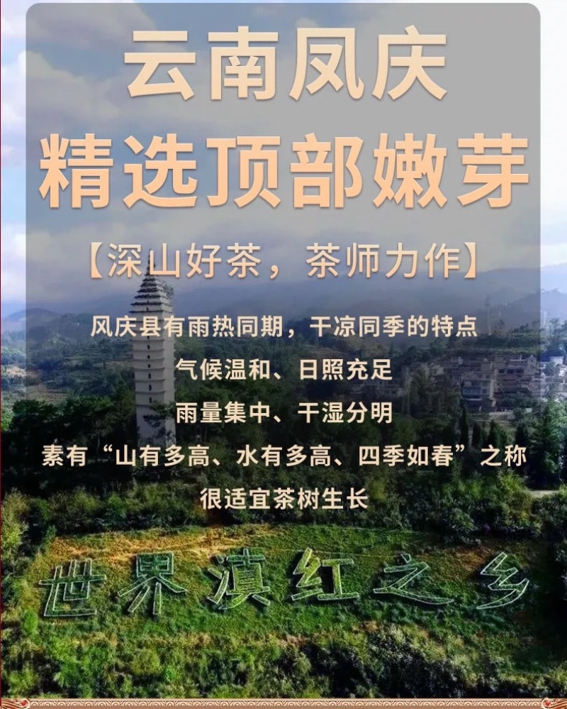 2024年春茶正宗云南凤庆滇红茶中国红