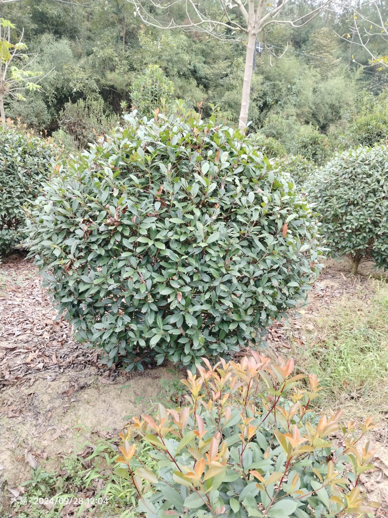 红叶石楠球冠幅1.5-2.2米量大