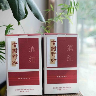 2024年云南凤庆滇红头春头采正宗野生古树红茶