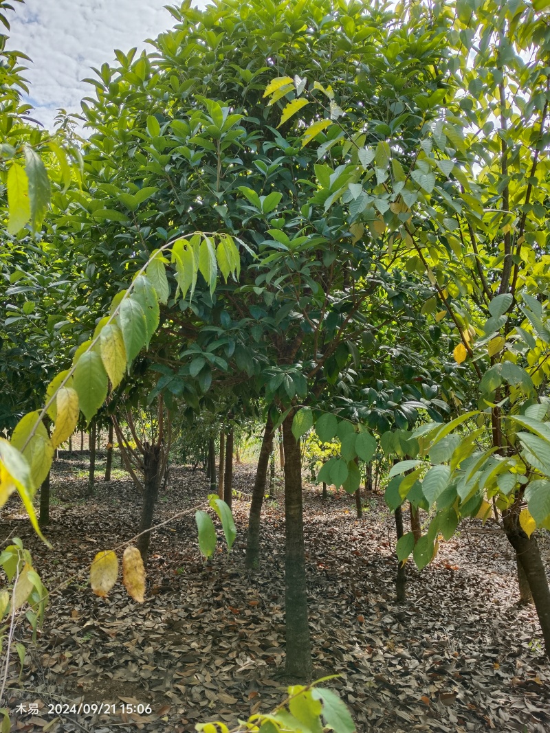 精品桂花
