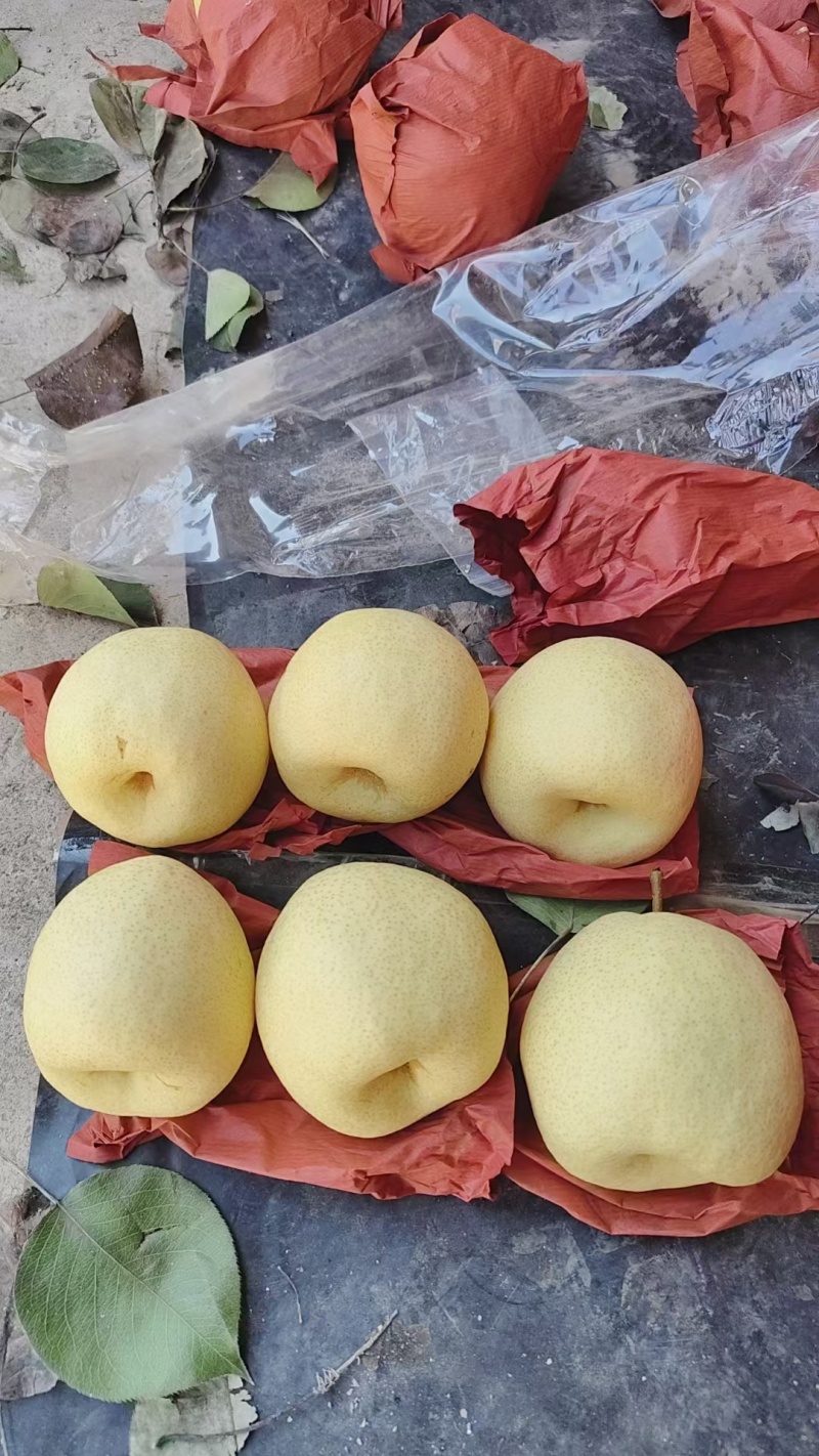 纸袋酥梨