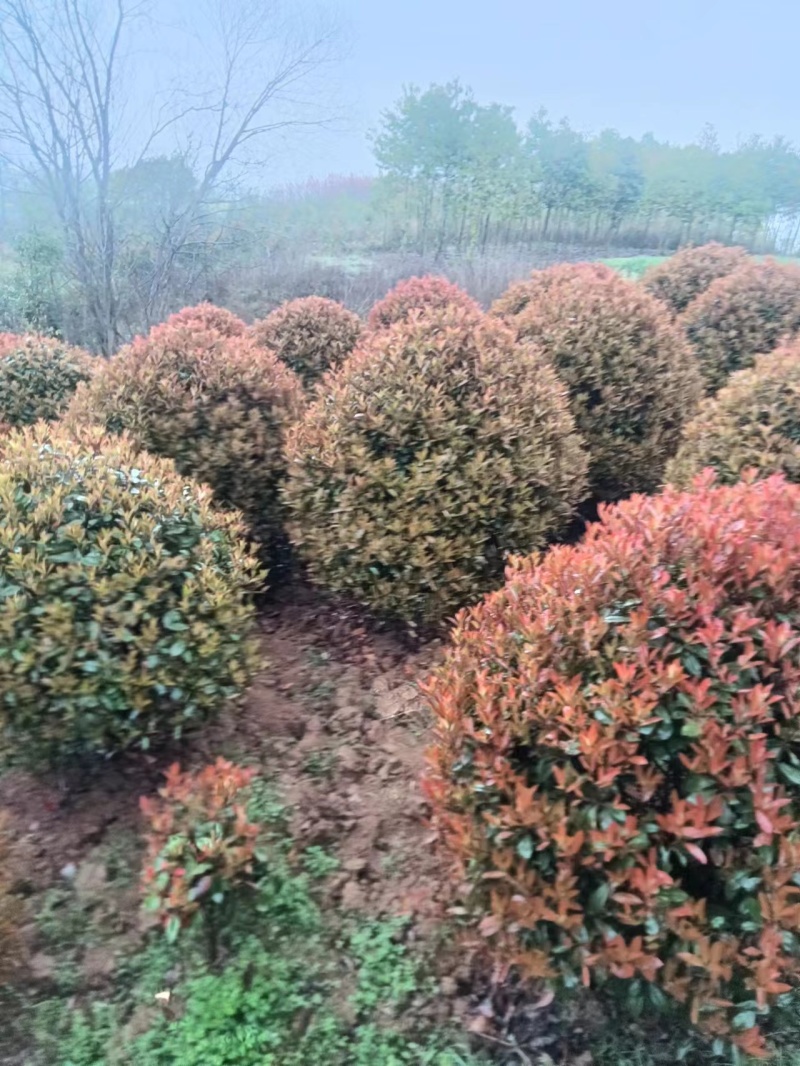 红叶石楠球冠幅1.5-2.2米量大