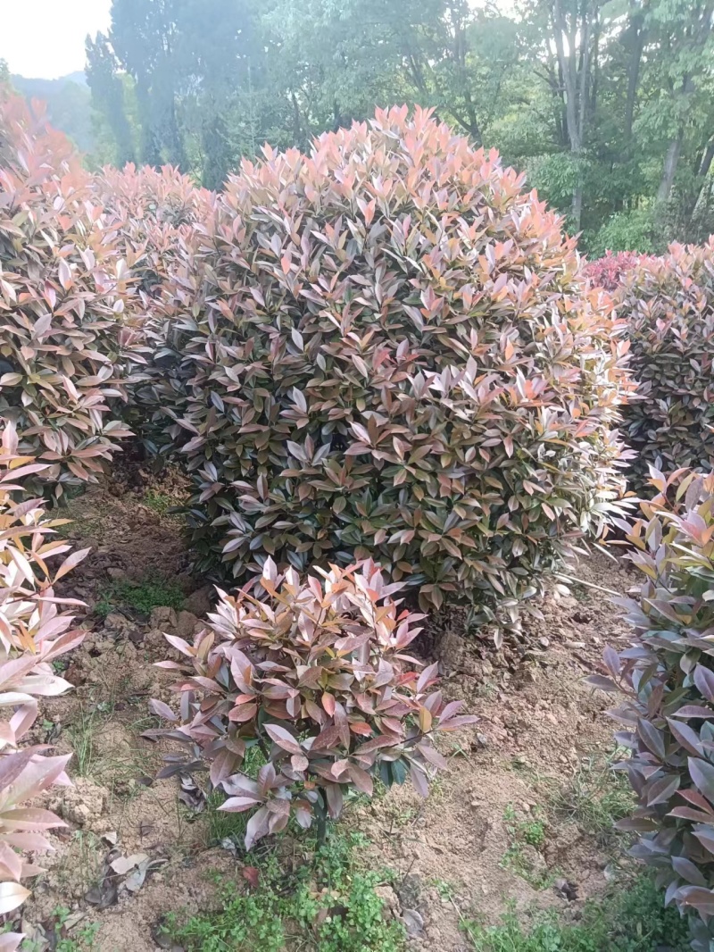 红叶石楠球冠幅1.5-2.2米量大