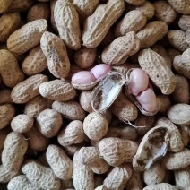 精品现挖小白沙鲜花生开始上市了基地直供欢迎联系