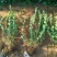 卫矛河北卫矛山东卫矛胶东卫矛价格卫矛基地卫矛批发