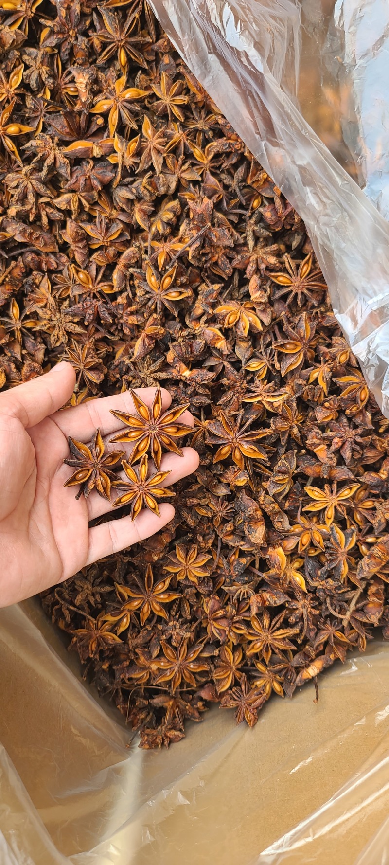 【新品】广西大红八角产地直发规格齐全专业对接电商