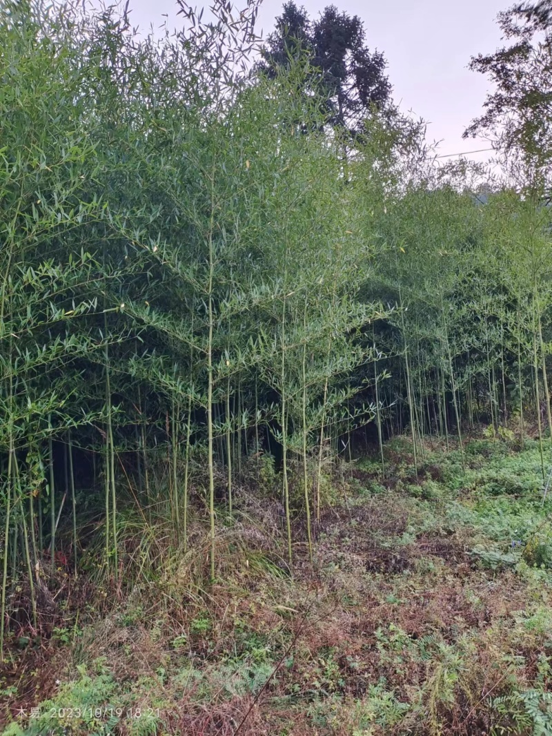 优质竹苗0.5-8公分