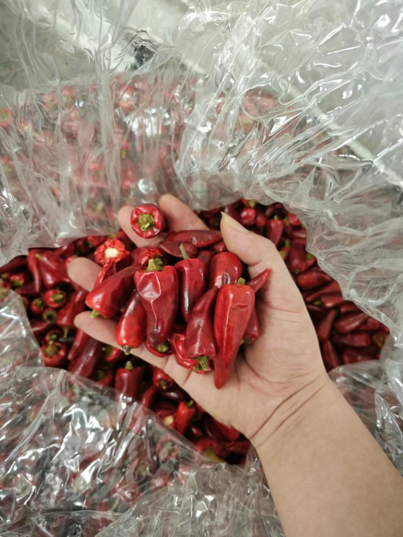 贵州子弹头干辣椒上市，量大优惠，可以视频看货，欢迎合作