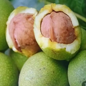 核桃