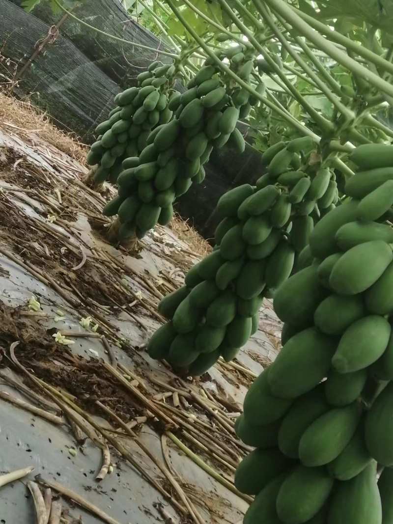 广西木瓜新鲜青木瓜生木瓜孕妇下奶木瓜煲汤凉拌酸木瓜整件包