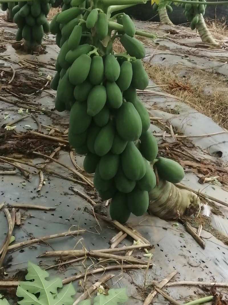 广西木瓜新鲜青木瓜生木瓜孕妇下奶木瓜煲汤凉拌酸木瓜整件包