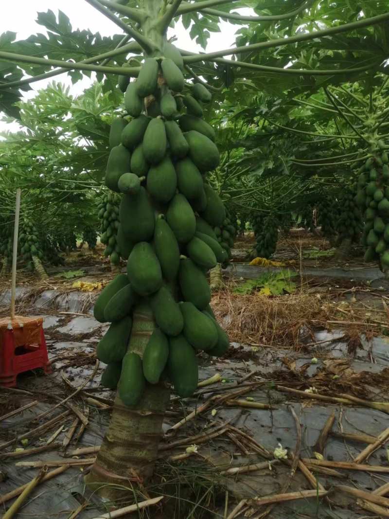 广西木瓜新鲜青木瓜生木瓜孕妇下奶木瓜煲汤凉拌酸木瓜整件包