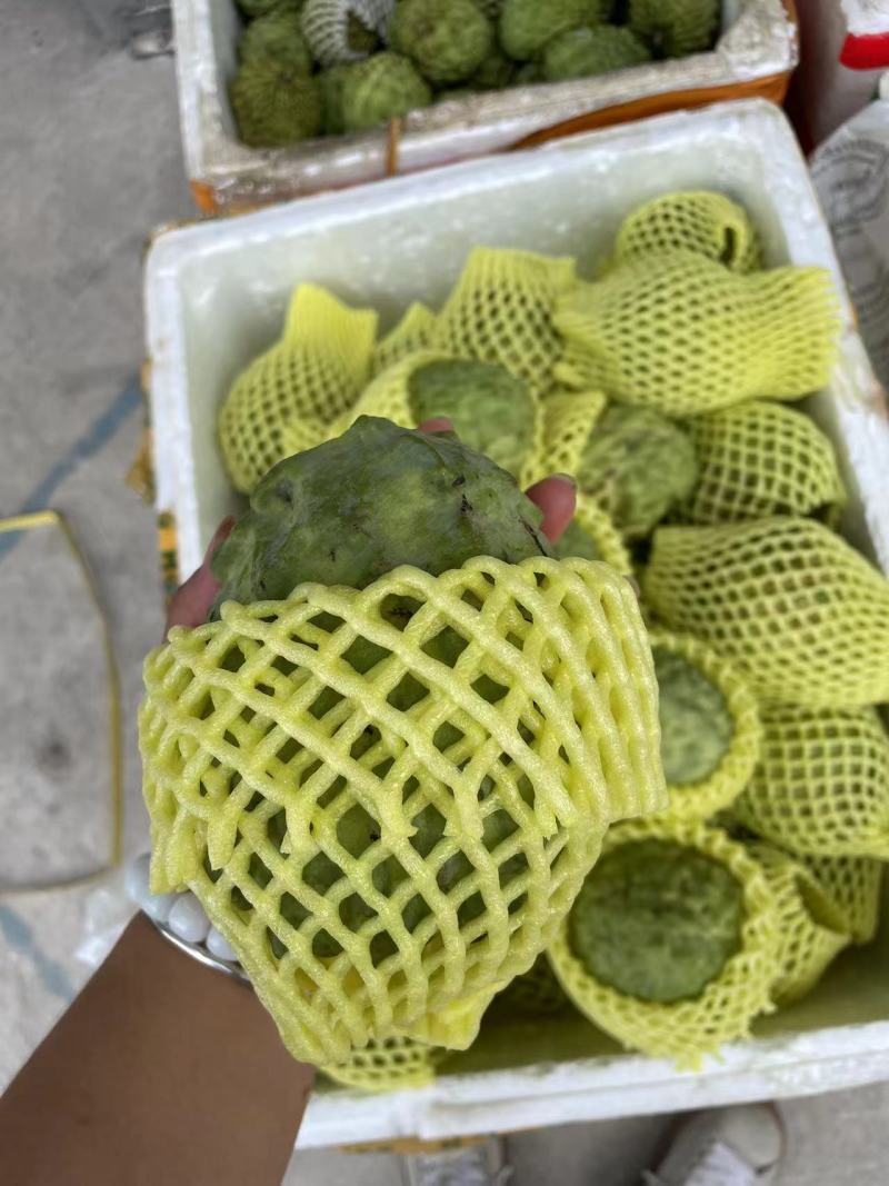 广西木瓜新鲜青木瓜生木瓜孕妇下奶木瓜煲汤凉拌酸木瓜整件包
