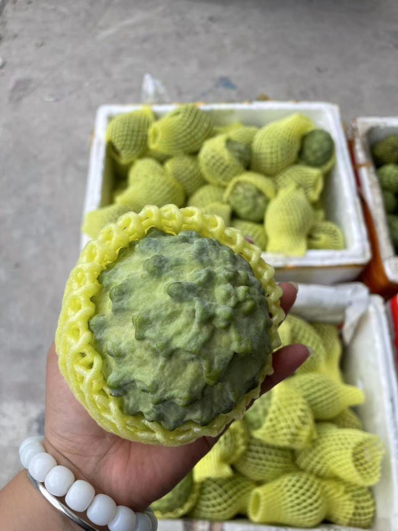 广西木瓜新鲜青木瓜生木瓜孕妇下奶木瓜煲汤凉拌酸木瓜整件包