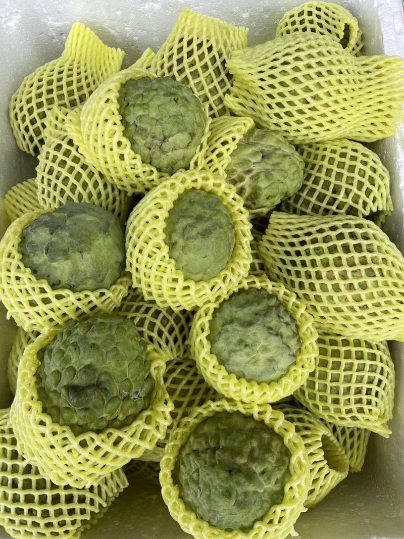 广西木瓜新鲜青木瓜生木瓜孕妇下奶木瓜煲汤凉拌酸木瓜整件包