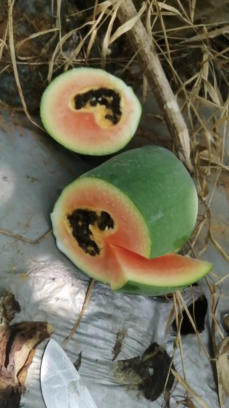 广西木瓜新鲜青木瓜生木瓜孕妇下奶木瓜煲汤凉拌酸木瓜整件包