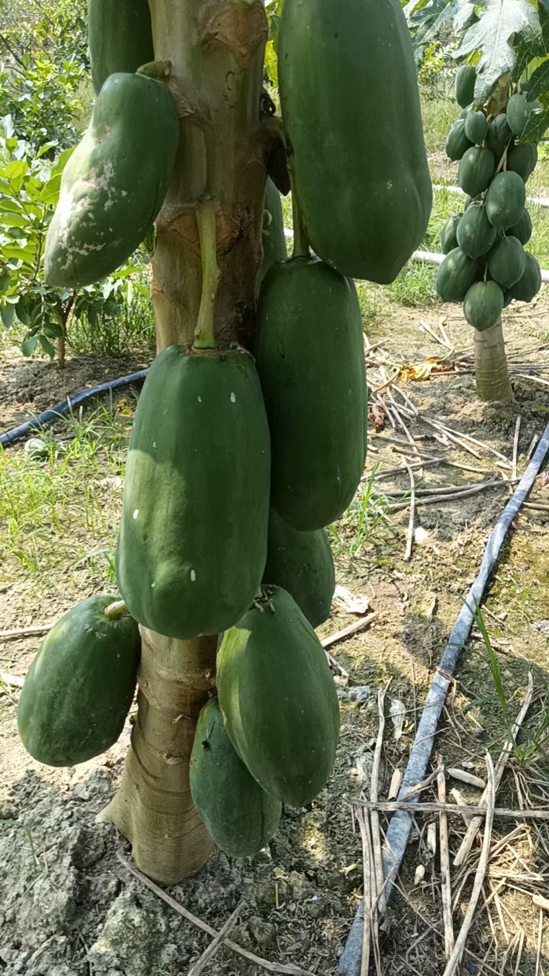 广西木瓜新鲜青木瓜生木瓜孕妇下奶木瓜煲汤凉拌酸木瓜整件包