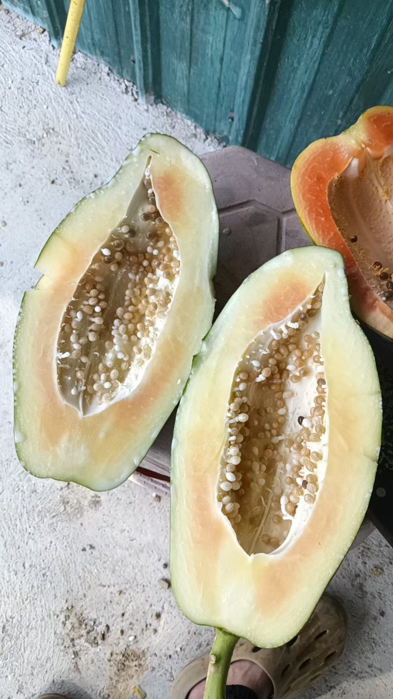 广西木瓜新鲜青木瓜生木瓜孕妇下奶木瓜煲汤凉拌酸木瓜整件包
