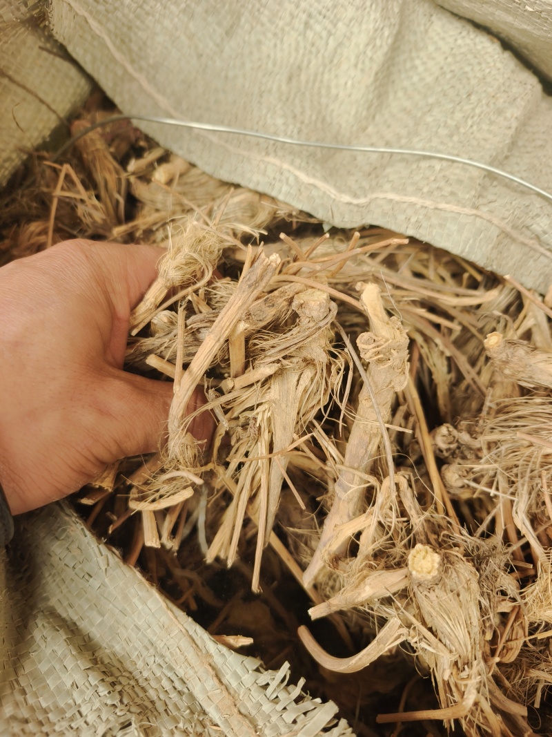 关防风头部，人工筛选剪切，干净