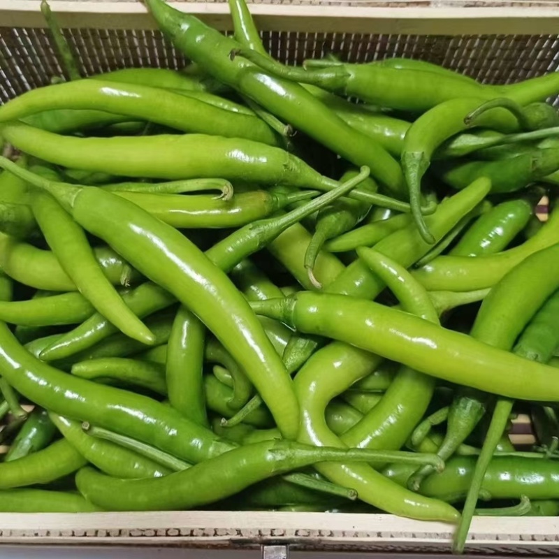 精品尖椒大量供应，河南内黄产地直发，货源充足