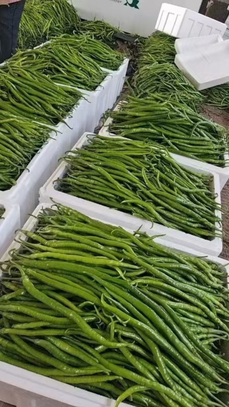 河南线椒优选鲜辣椒品质好产地直发货源充足