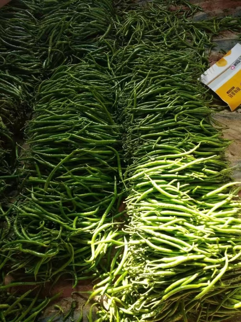 河南线椒优选鲜辣椒品质好产地直发货源充足