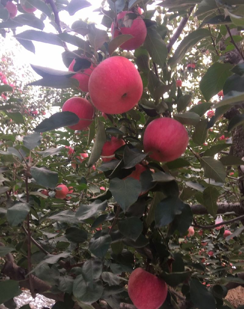 红寒富开启大量上市模式