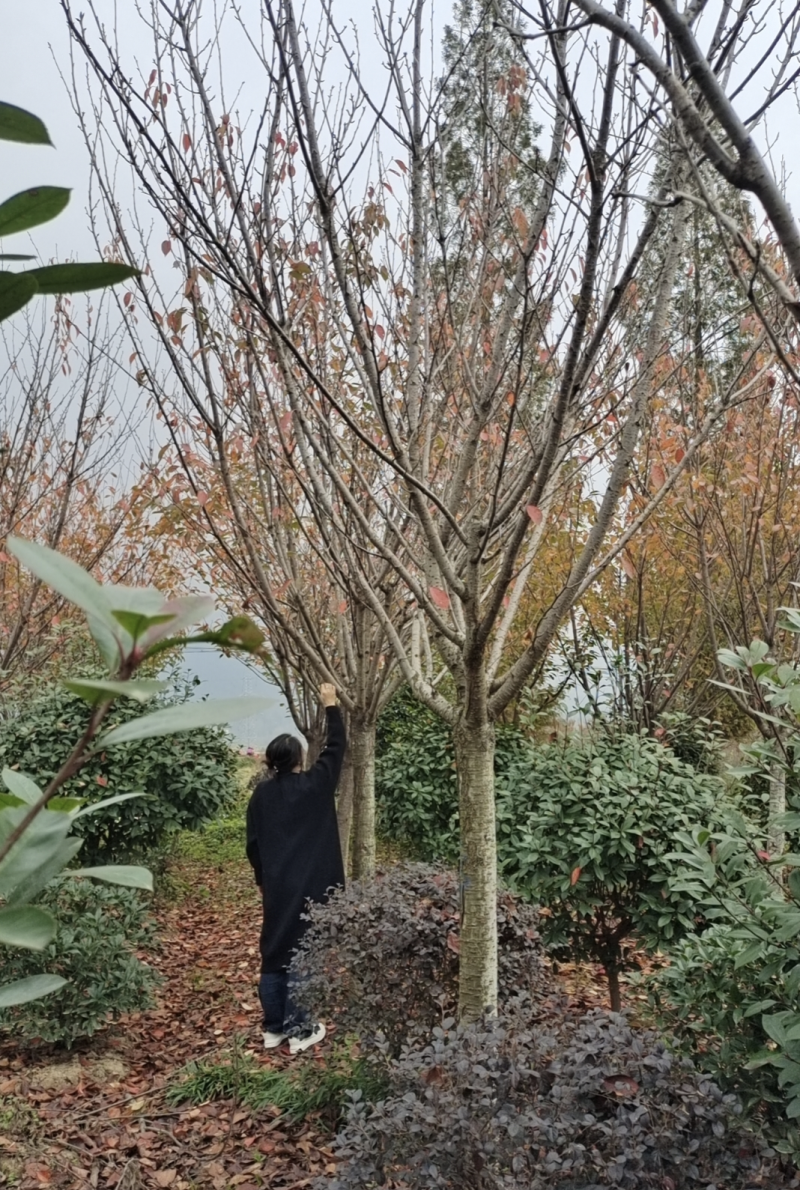 晚樱，3公分到20公分.有货，分枝130.150厘米..
