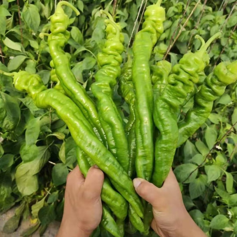 螺丝椒鲜辣椒货源充足，产地直发，可供商超市场批发
