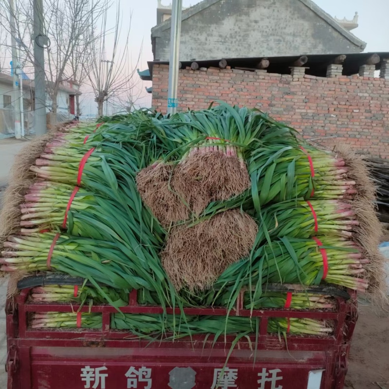 蒜苗红根蒜苗水洗蒜苗发往全国各大市场，电商**