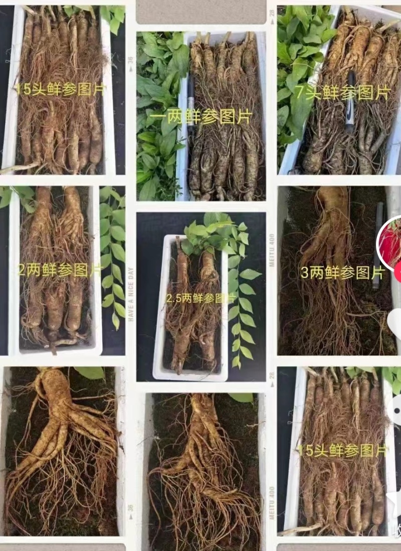 长白山微残参，大中小规格，支持线上保障交易