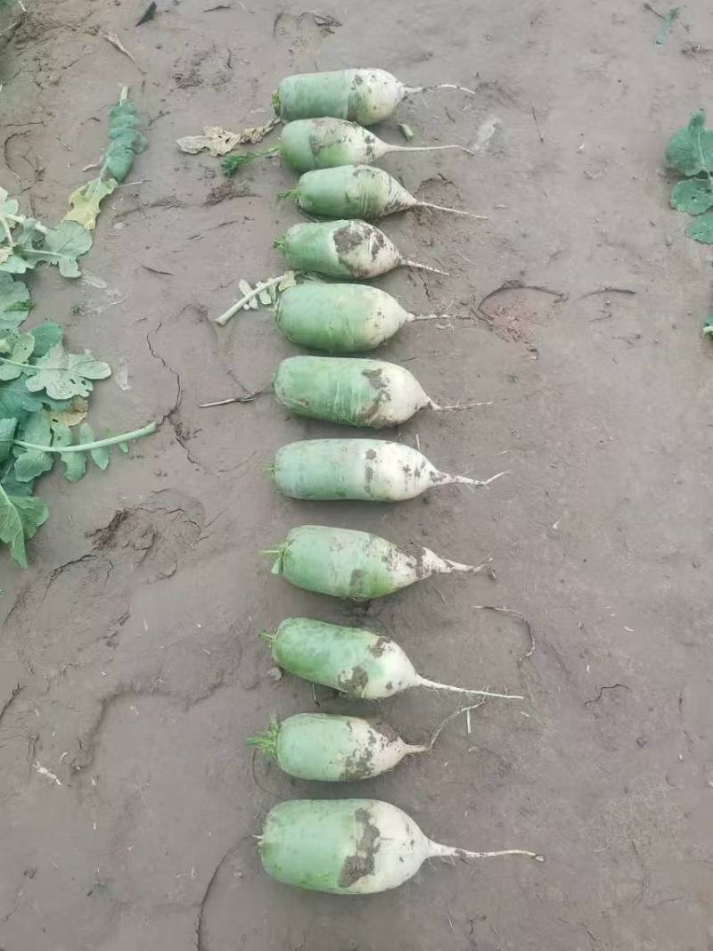 萝卜大量现货
