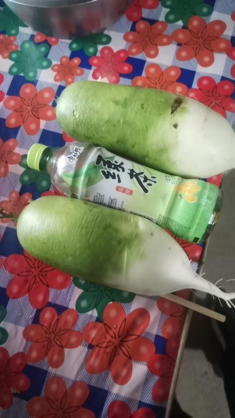 萝卜大量现货
