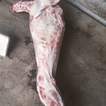 羊白条有肉品检测报告检疫提供屠宰场直发