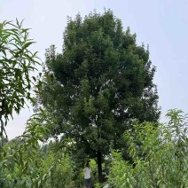 10-30公分白蜡、地产公园、棵棵精品量大从优