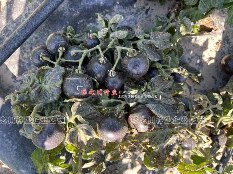 盆栽黑番茄种子特矮小番茄种子矮生小西红柿种籽观赏食用两用