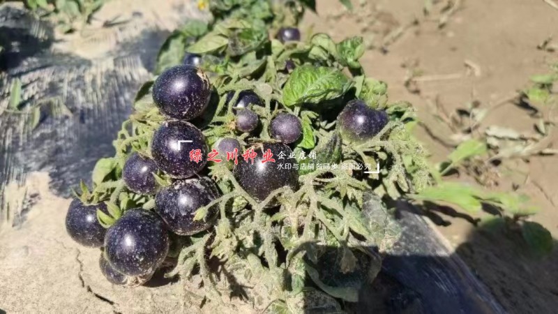 盆栽黑番茄种子特矮小番茄种子矮生小西红柿种籽观赏食用两用