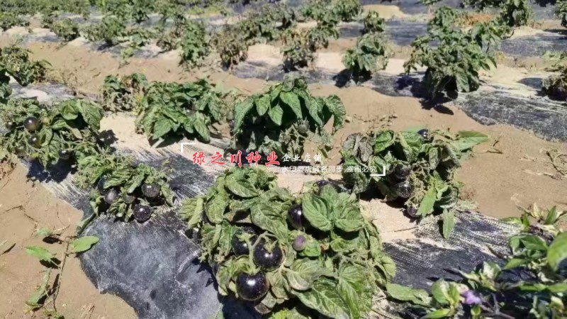 盆栽黑番茄种子特矮小番茄种子矮生小西红柿种籽观赏食用两用