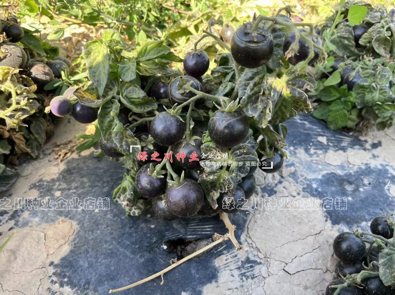 盆栽黑番茄种子特矮小番茄种子矮生小西红柿种籽观赏食用两用