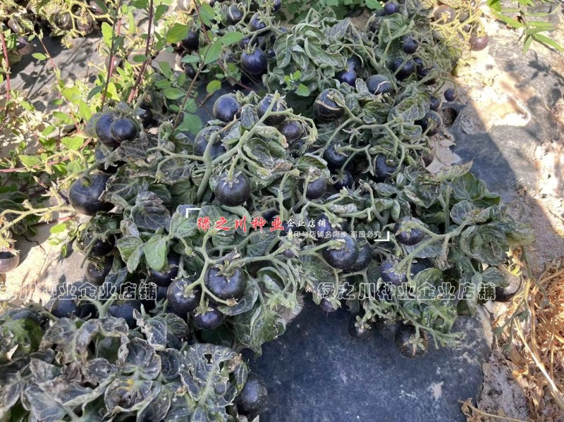 盆栽黑番茄种子特矮小番茄种子矮生小西红柿种籽观赏食用两用