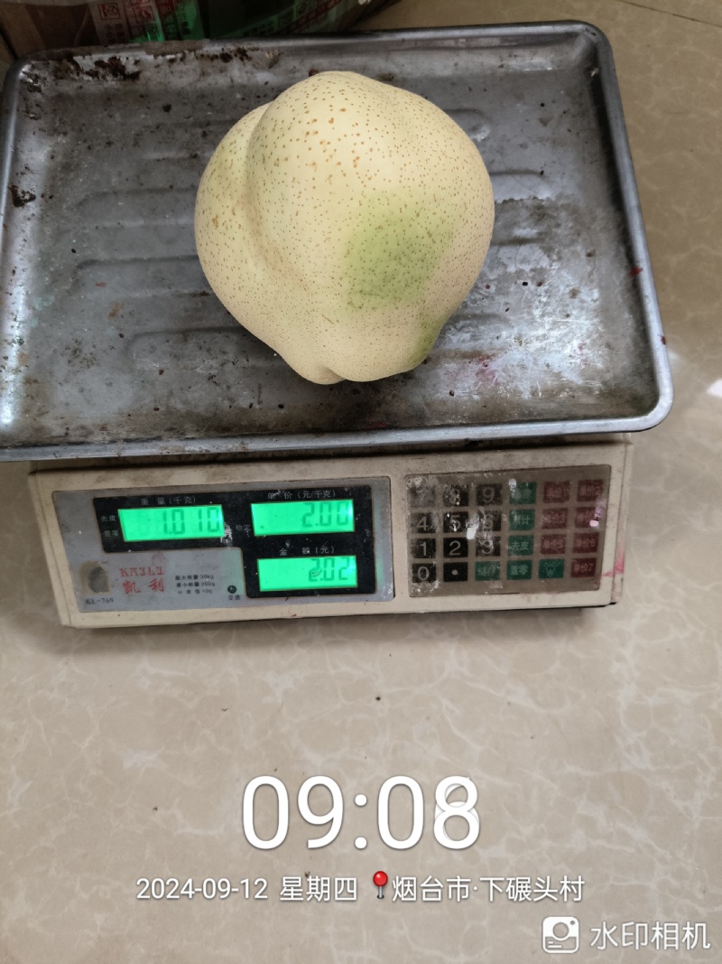 山农酥梨，8两-2斤