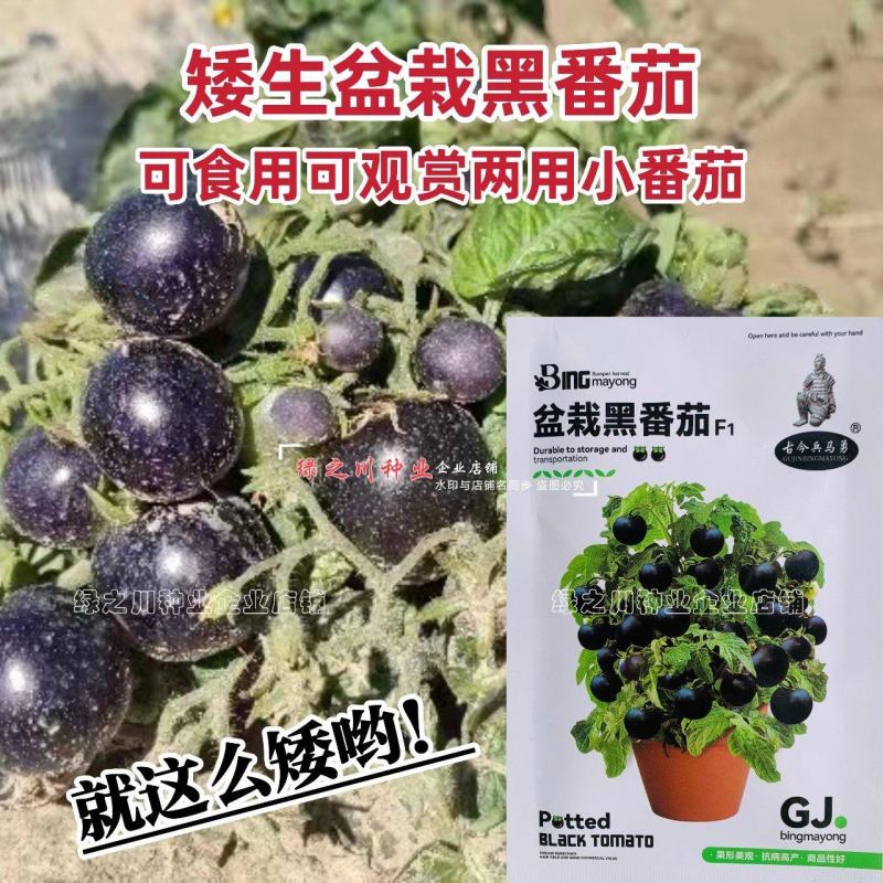 盆栽黑番茄种子特矮小番茄种子矮生小西红柿种籽观赏食用两用