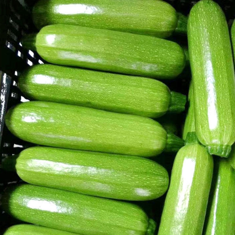 【牛商优选】精品连云港西葫芦大量供应视频看货质优
