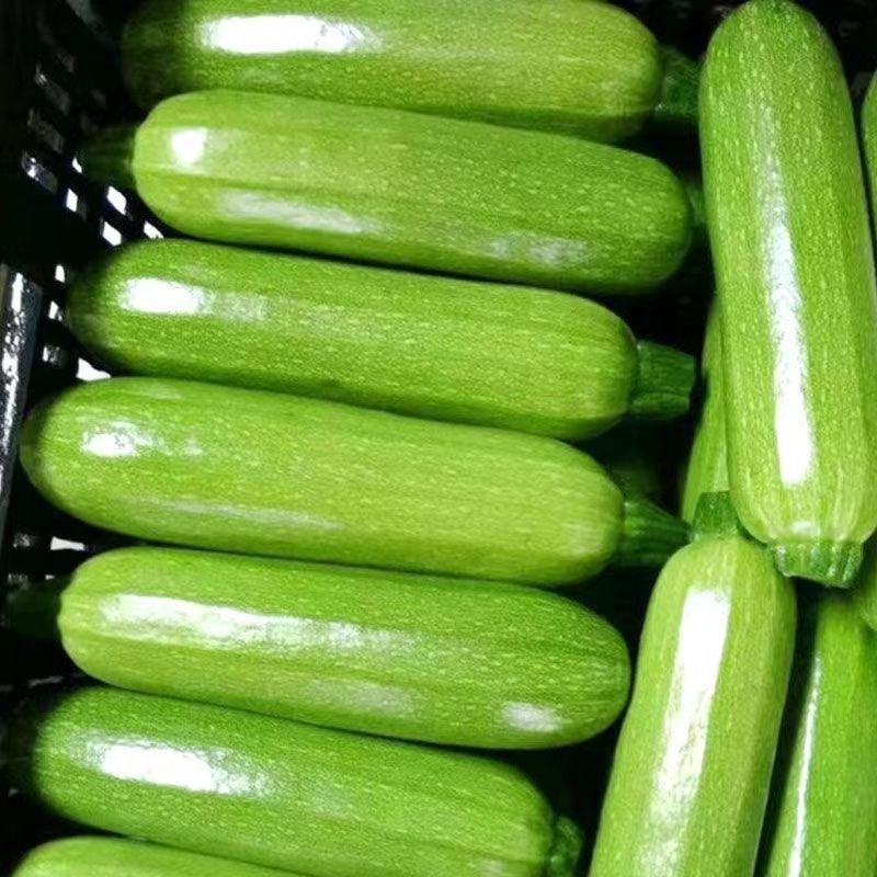【牛商优选】精品连云港西葫芦大量供应视频看货质优