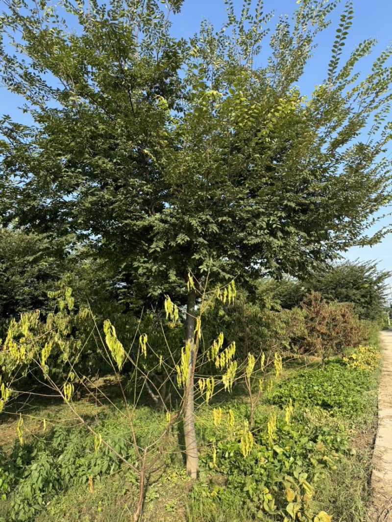 10-20公分榉树红榉树、地产榉树、精品榉树苗圃直销