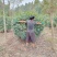 精修红叶石楠球冠幅2米以上，高1.8米左右.量大