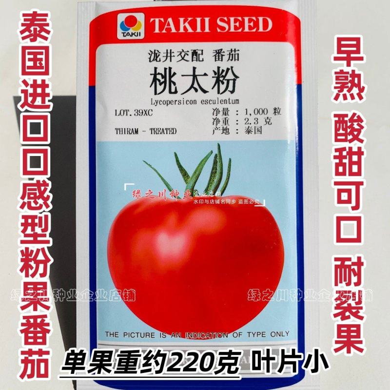 泷井桃太粉番茄种子泰国进口番茄酸甜可口粉果西红柿种子