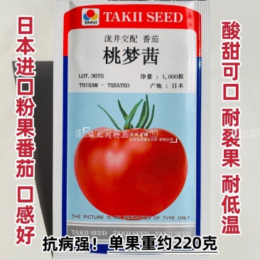 桃梦茜番茄种子日本进口泷井番茄种子酸甜可口粉红西红柿种子