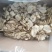 雪梨干，煲汤，泡水，食用，食品添加，专业生产