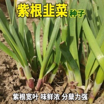 紫根韭菜种子红根宽叶韭菜籽多年生四季阳台盆栽收多次蔬菜种